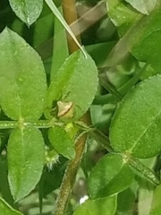 Cyptocephala