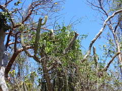 Pilosocereus robinii