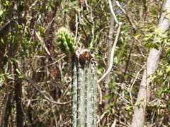 Pilosocereus robinii