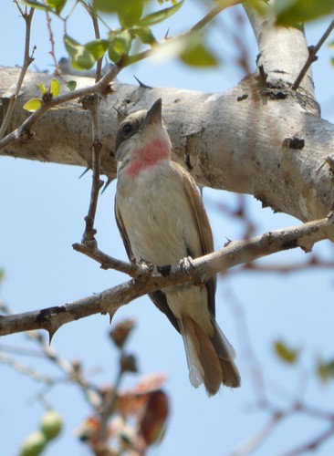 Pachyramphus aglaiae