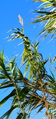 Arundo donax