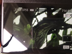 Urodynamis taitensis