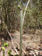 Pilosocereus robinii
