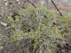 Monechma spartioides