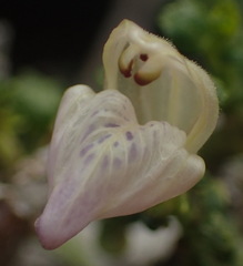 Monechma spartioides