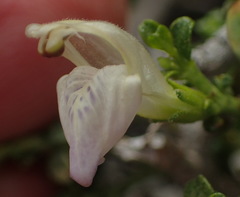 Monechma spartioides