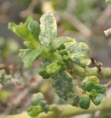 Monechma spartioides