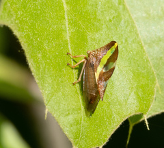 Smilia camelus