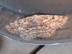 Hypomecis umbrosaria