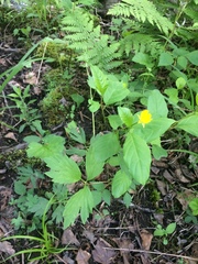 Ranunculus hispidus caricetorum