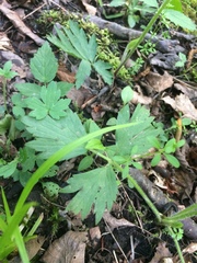 Ranunculus hispidus caricetorum
