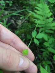 Ranunculus hispidus caricetorum