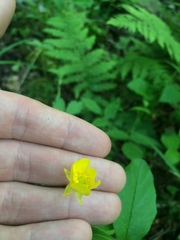 Ranunculus hispidus caricetorum