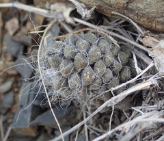 Anacampseros albidiflora