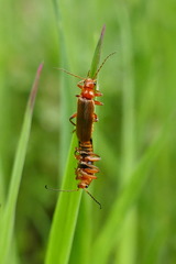 Cantharis pallida