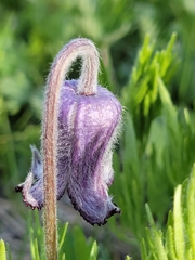 Clematis hirsutissima