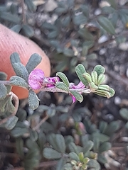 Indigofera sp9