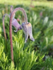 Clematis hirsutissima