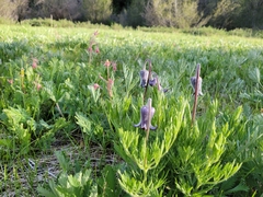 Clematis hirsutissima