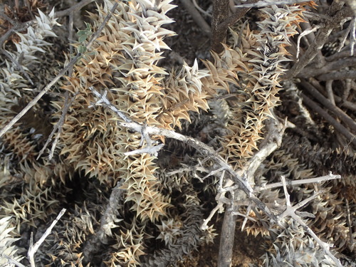 Image of Astroloba foliolosa by (c) Nicola van Berkel, some rights reserved (CC BY-SA)