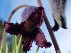 Clematis hirsutissima