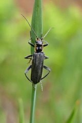 Cantharis paradoxa