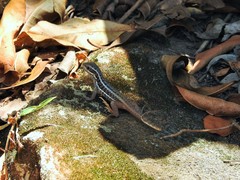 Leiocephalus cubensis