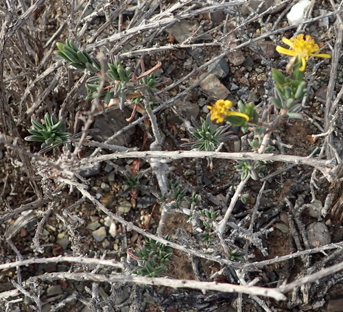 Image of Tipsy Ragwort (Senecio acutifolius) by (c) Nicola van Berkel, some rights reserved (CC BY-SA)