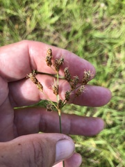 Fimbristylis puberula