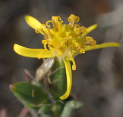 Senecio acutifolius
