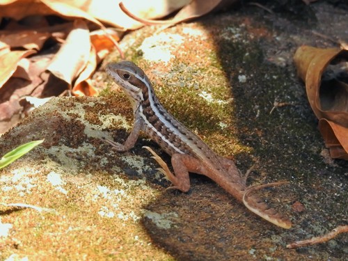 Cuban Brown Curlytail, Leiocephalus cubensis