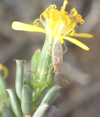Senecio acutifolius