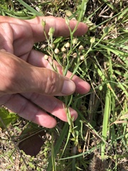 Fimbristylis puberula