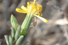 Senecio acutifolius