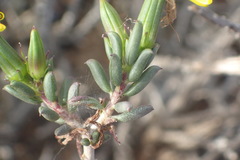 Senecio acutifolius