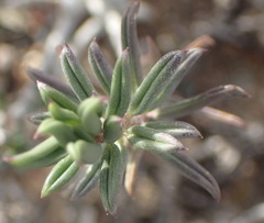 Senecio acutifolius