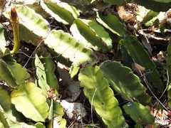 Dendrocereus nudiflorus