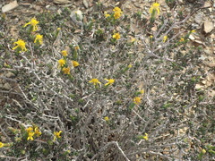 Senecio acutifolius