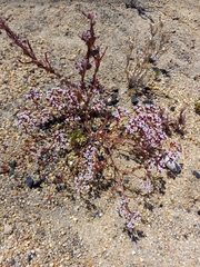 Chorizanthe leptotheca