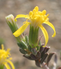 Senecio acutifolius