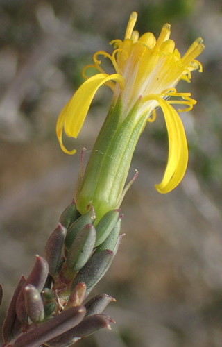 Image of Tipsy Ragwort (Senecio acutifolius) by (c) Nicola van Berkel, some rights reserved (CC BY-SA)