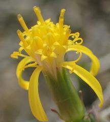Senecio acutifolius