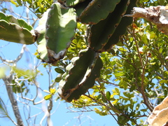 Dendrocereus nudiflorus