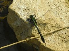 Gomphus