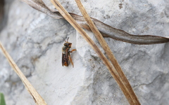 Rhodanthidium