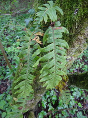 Polypodium interjectum