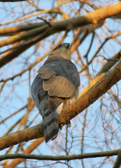 Accipiter cooperii