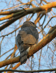 Accipiter cooperii