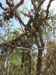 Dendrocereus nudiflorus