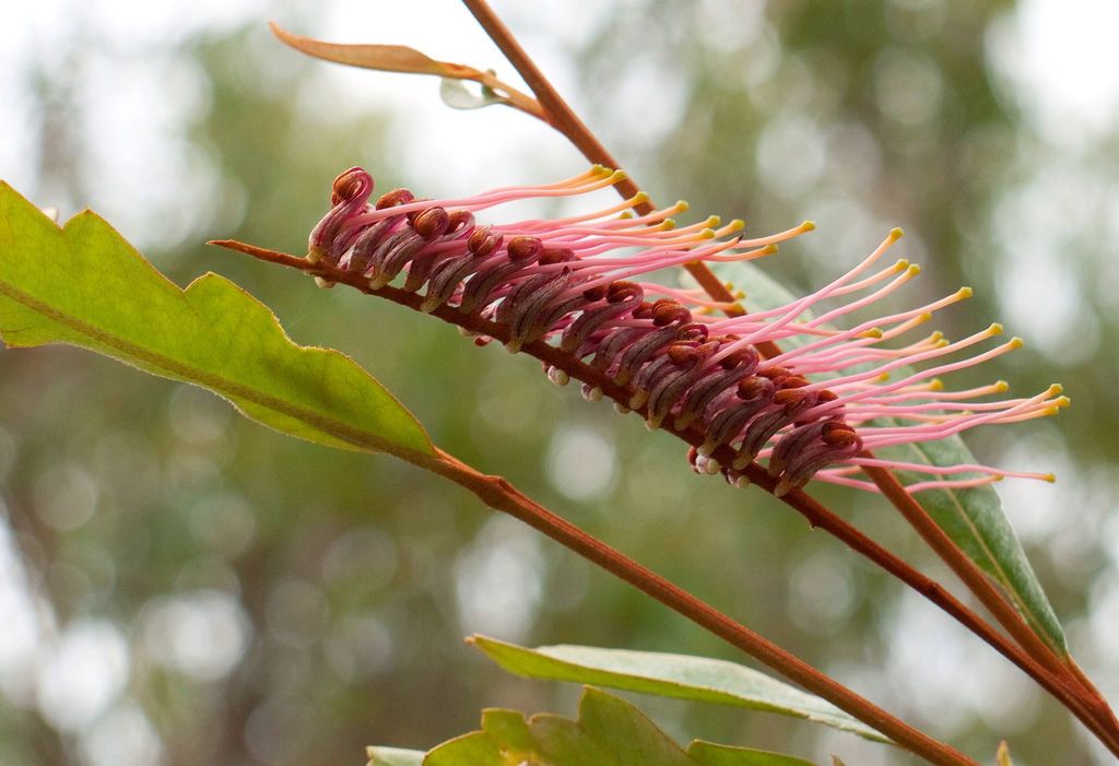 Fern-leaf spider flower